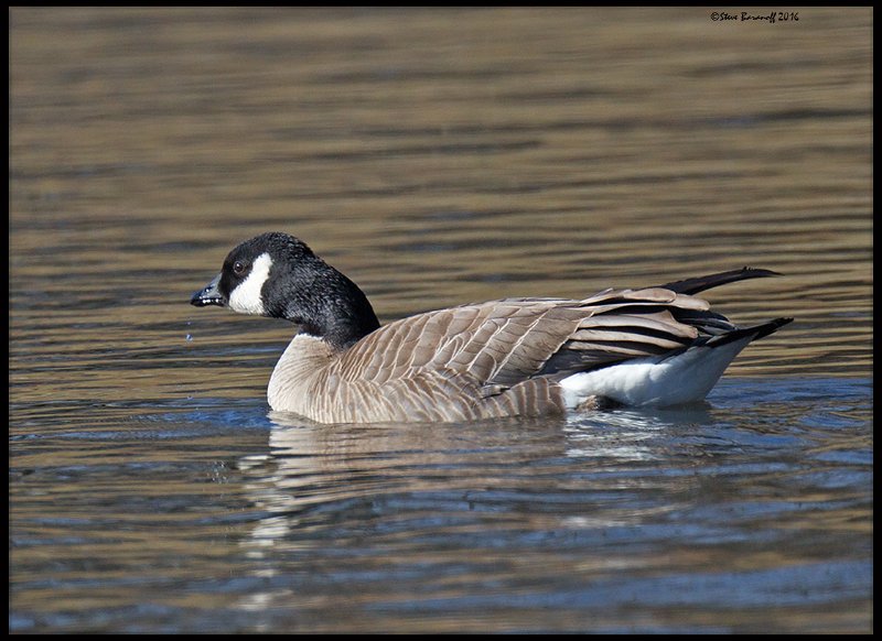 _5SB8570 cackling goose.jpg